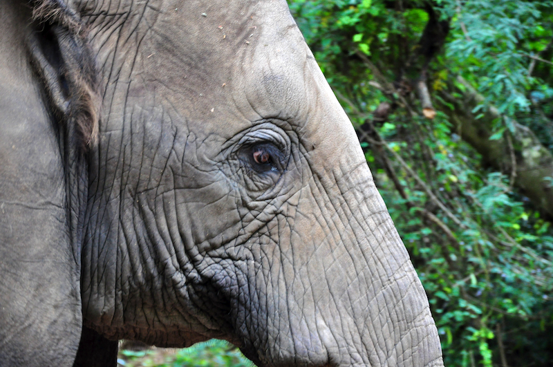 Melanie Heinrich - travel images - Lion Sands Private game reserver Hazyview